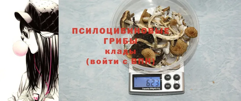 Галлюциногенные грибы Psilocybine cubensis  darknet формула  MEGA ССЫЛКА  Красноярск  где можно купить наркотик 